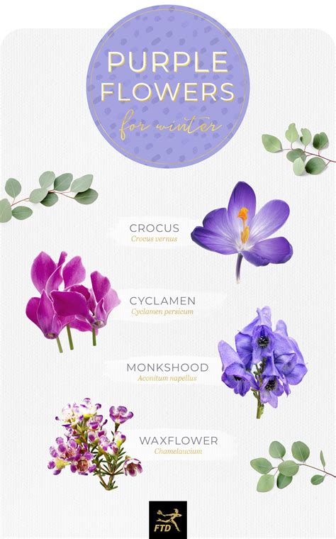 purple and white flowers meaning.